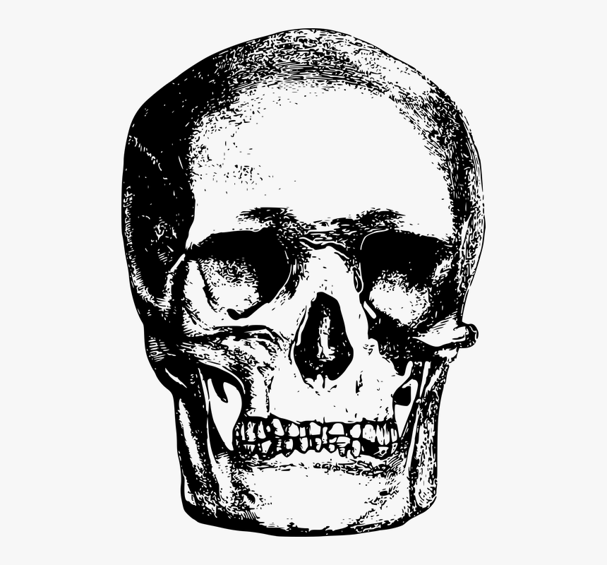Bone, Head, Skeleton, Skull - Vintage Skull Illustration Png, Transparent Png
