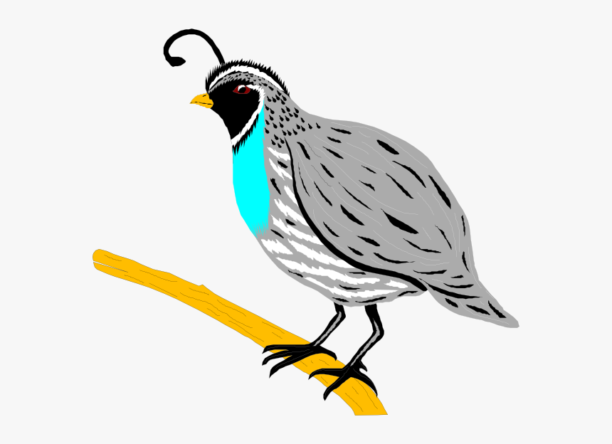 Mockingbird Clipart Hostted - Quail Clip Art, HD Png Download