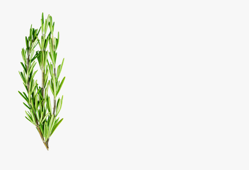 Rosemary Png, Transparent Png