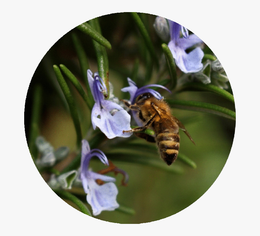 Black Circle, HD Png Download