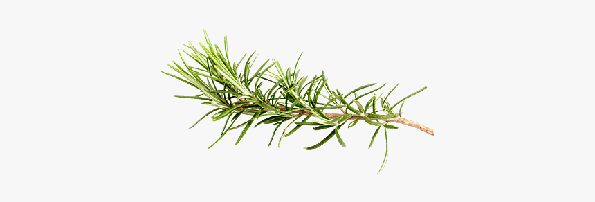 Pond Pine, HD Png Download