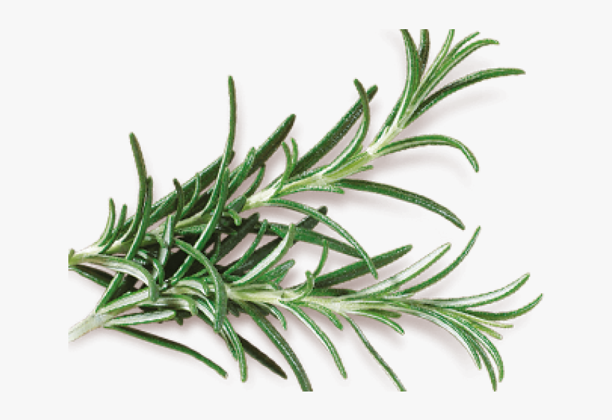 Rosemary - Grass, HD Png Download