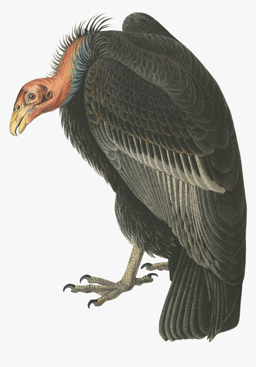 Vulture - Turkey Vulture Png, Transparent Png