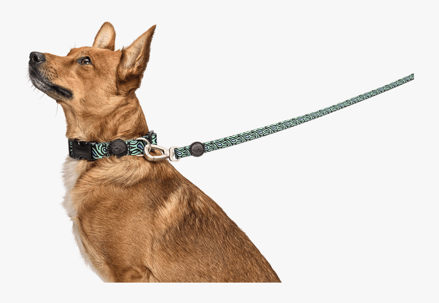 Dog On Leash Png, Transparent Png