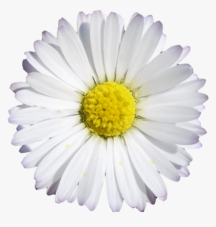 Transparent Clocks Png - Round Face Clock, Png Download