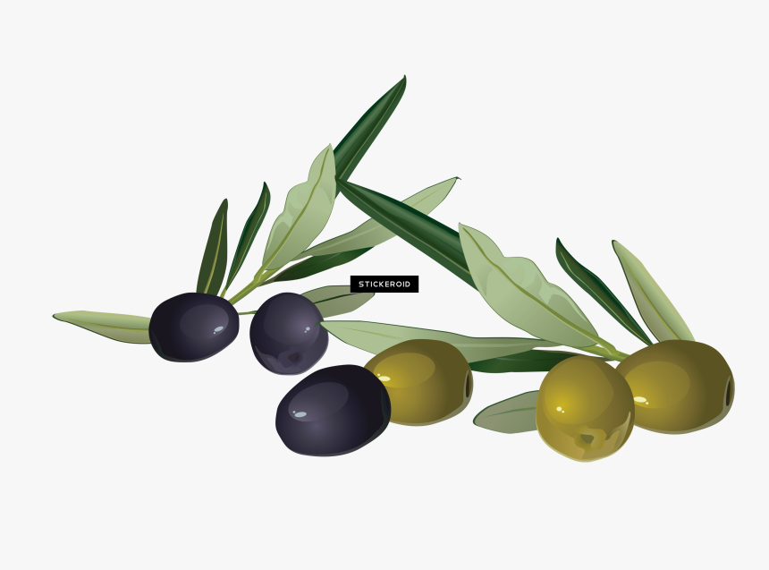 Plant,produce,olive Family,plum Pine,berry,flower,olive - Olive Clipart Png, Transparent Png