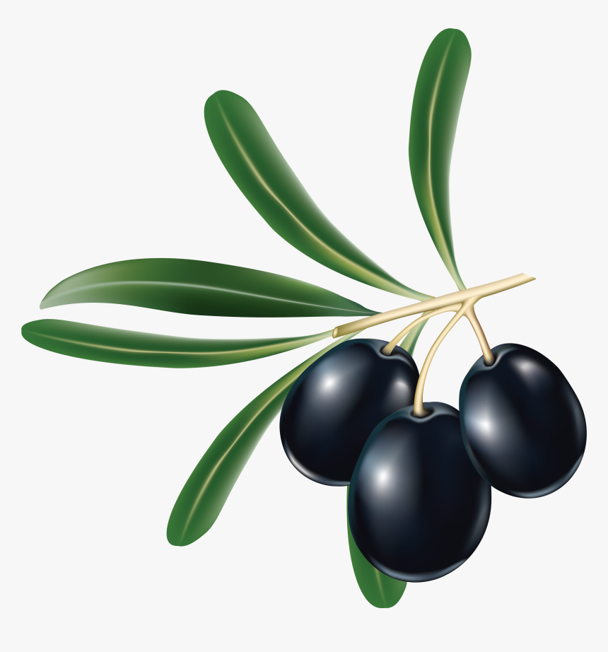 Olives Png Image - Black Olive Png, Transparent Png
