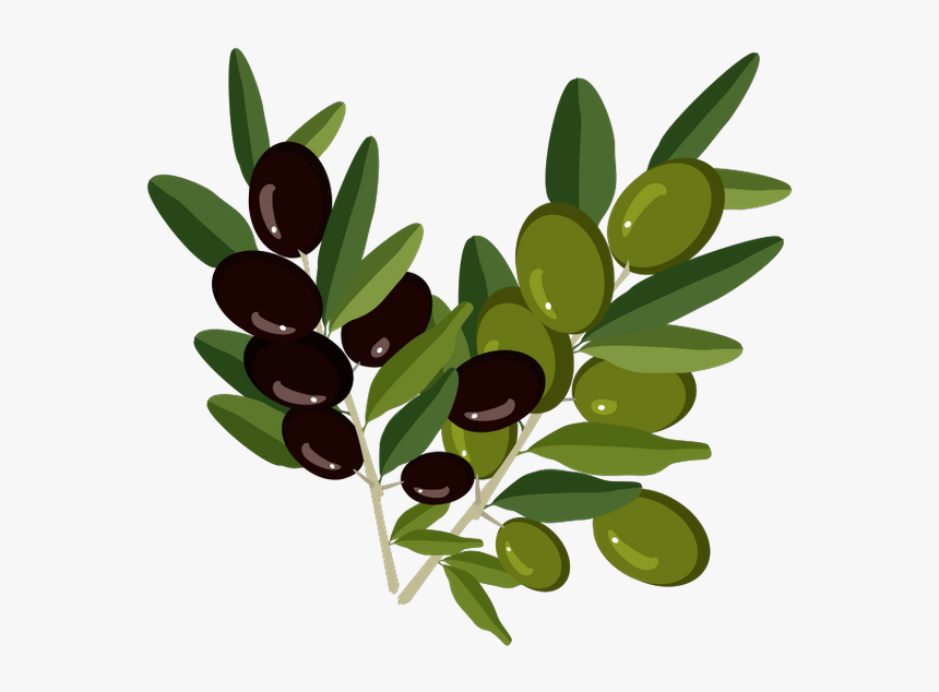 Olive Branch Olive Oil - Olive Oil Bottle Sticker, HD Png Download