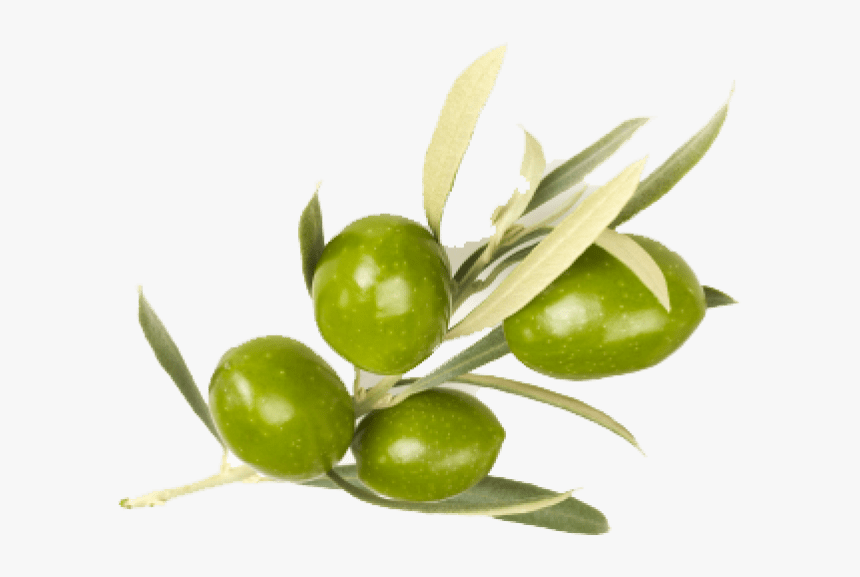 Free Png Olive Png Images Transparent - Olive Png, Png Download