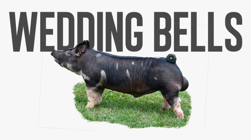 Domestic Pig, HD Png Download