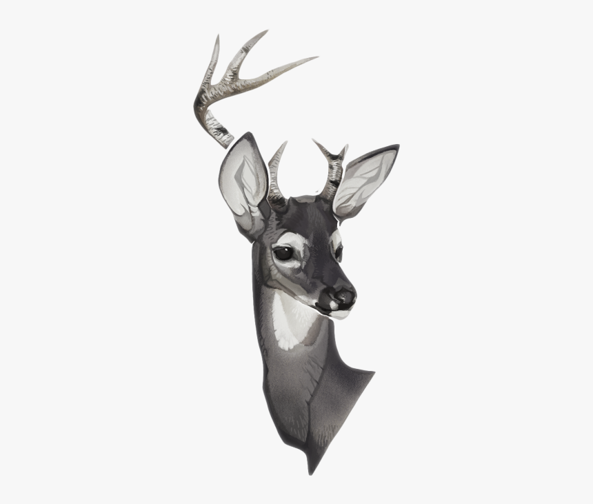 Clip Art Collection Of Free Transparent - Deer Drawing, HD Png Download