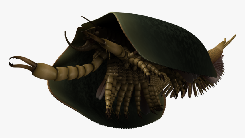 Tokummia Reconstruction 2017 04 27 - Tokummia Katalepsis, HD Png Download