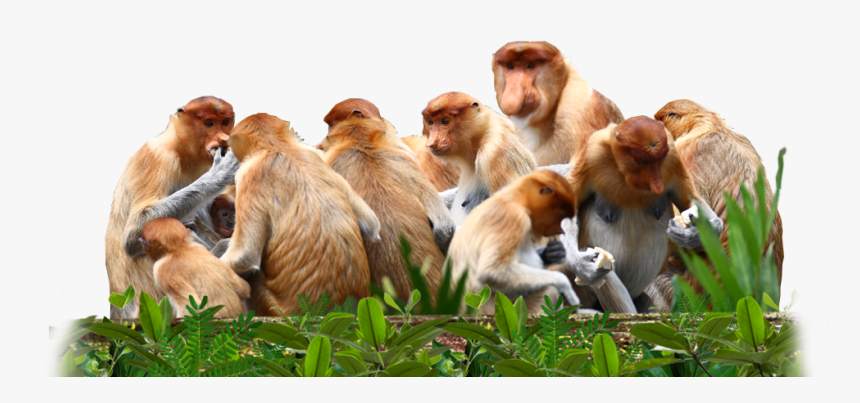 Proboscis Monkeys Are Not A Territorial Species And - Group Of Monkeys Png, Transparent Png