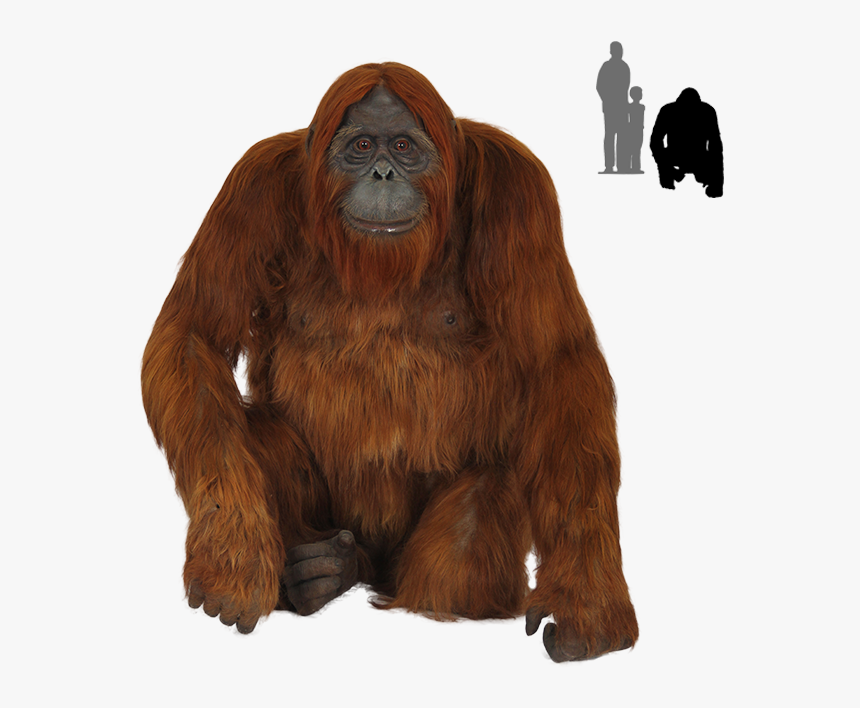 Old Orangutan Images Transparent Background - Orangutans Png, Png Download