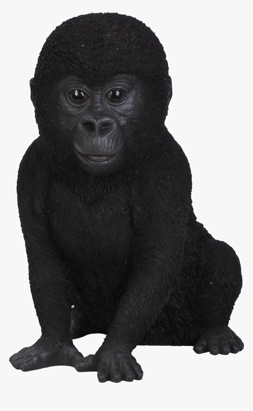 Gorilla Png Download - Baby Gorilla No Background, Transparent Png
