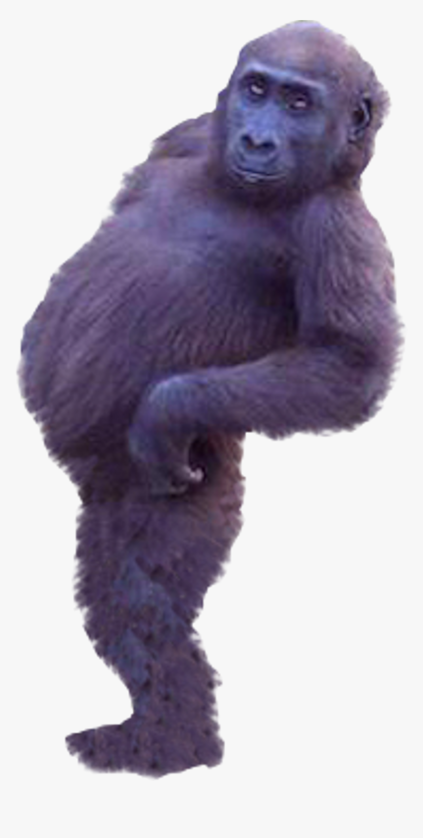 Western Gorilla Common Chimpanzee - Real Monkey Cut Out, HD Png Download