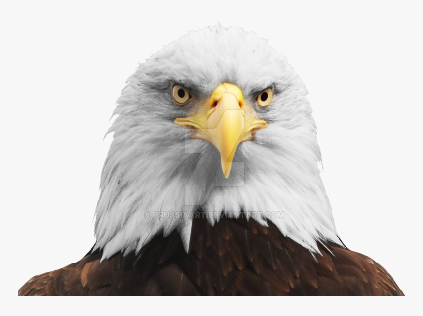 Download Free Png Hd - Eagle Head Transparent Background, Png Download