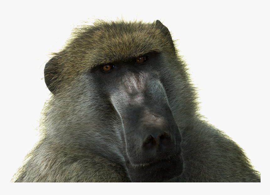 Drill - Baboon Png, Transparent Png