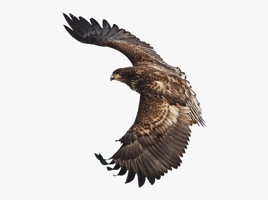 Eagle Soaring Image Png, Transparent Png