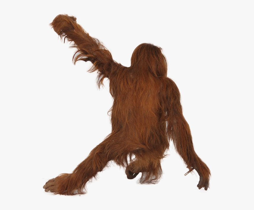 Best Free Orangutan High Quality Png - Orang Utan No Background, Transparent Png