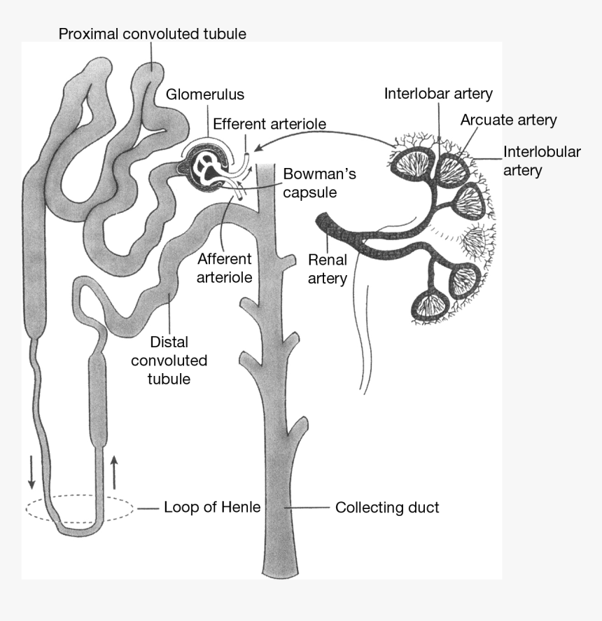 Tree, HD Png Download