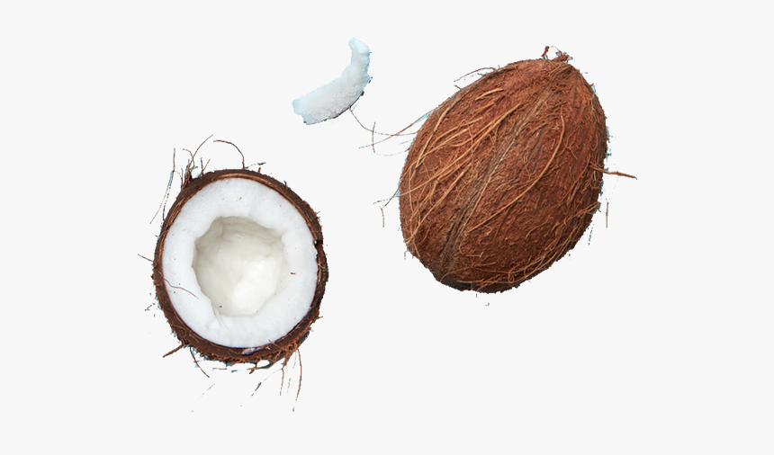 Twig, HD Png Download