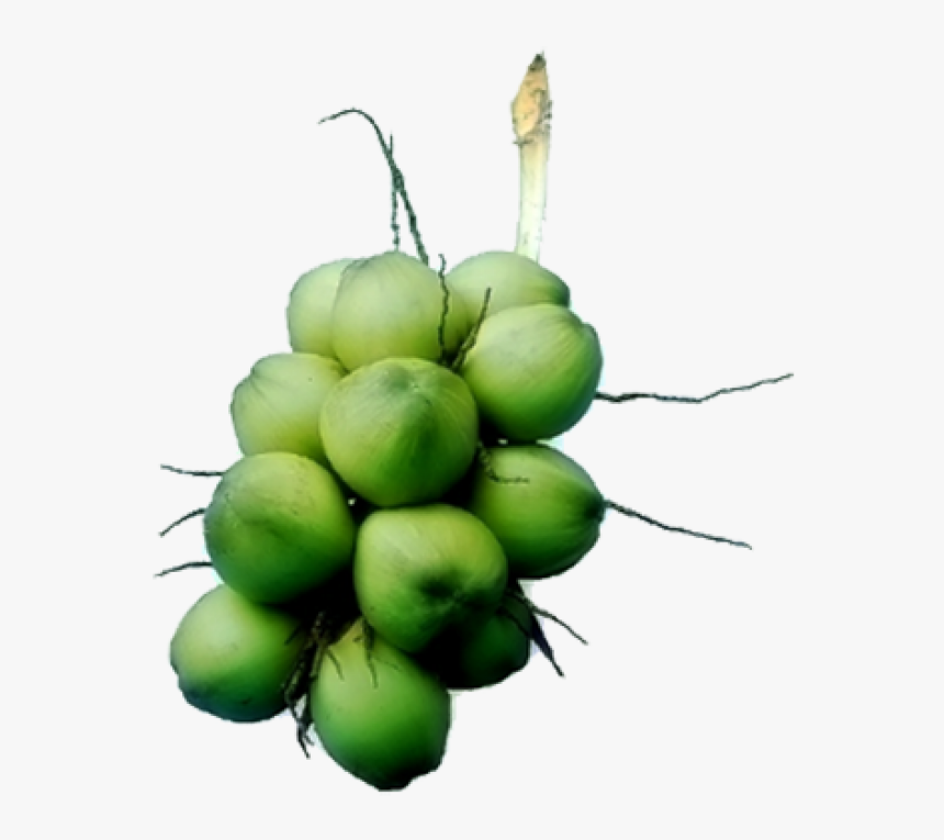 Hardy Kiwi, HD Png Download