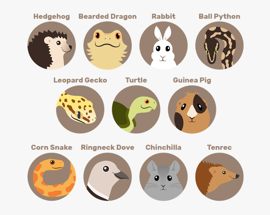 Birthday Party Faq, HD Png Download