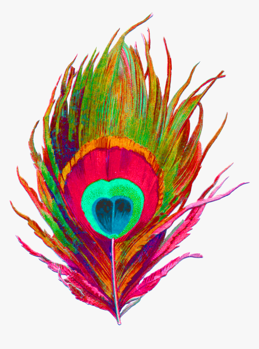 Peacock Feather No Bg Acid Pink - Transparent Background Peacock Feather Png, Png Download