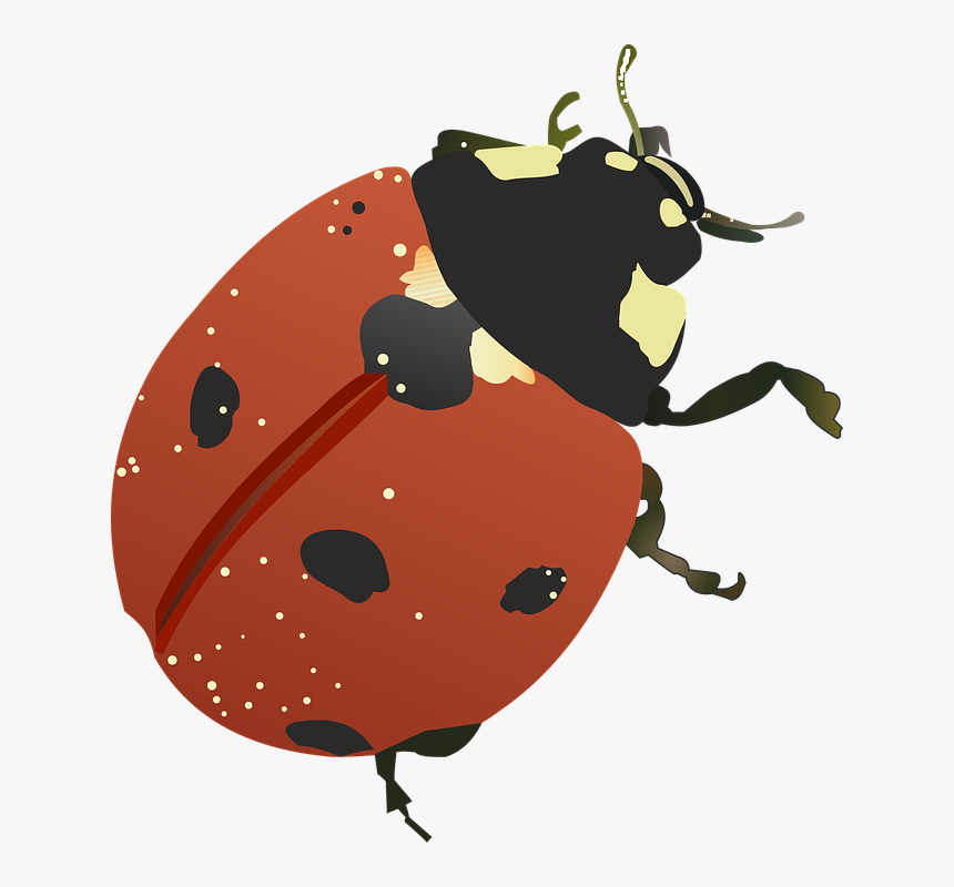 ภาพ เวก เตอร์ แมลง, HD Png Download