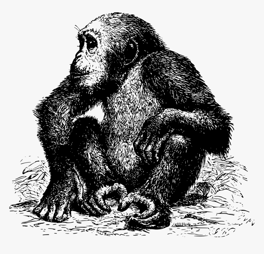 Chimpancé Dibujo, HD Png Download