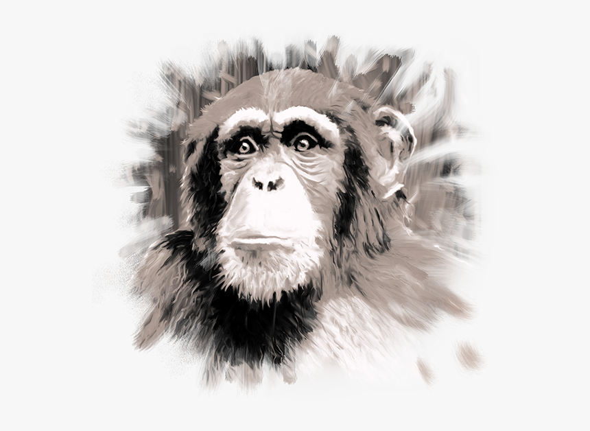 Common Chimpanzee, HD Png Download
