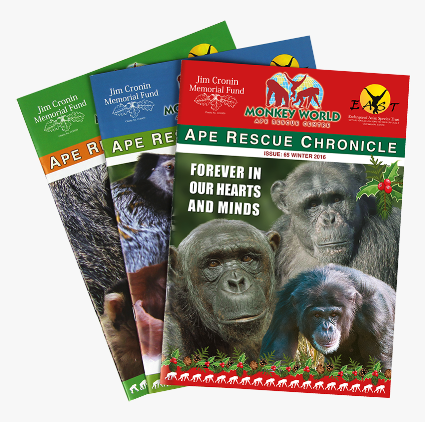 Western Lowland Gorilla, HD Png Download