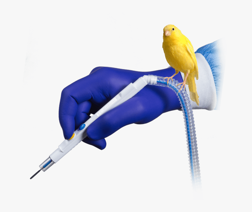 Budgie, HD Png Download