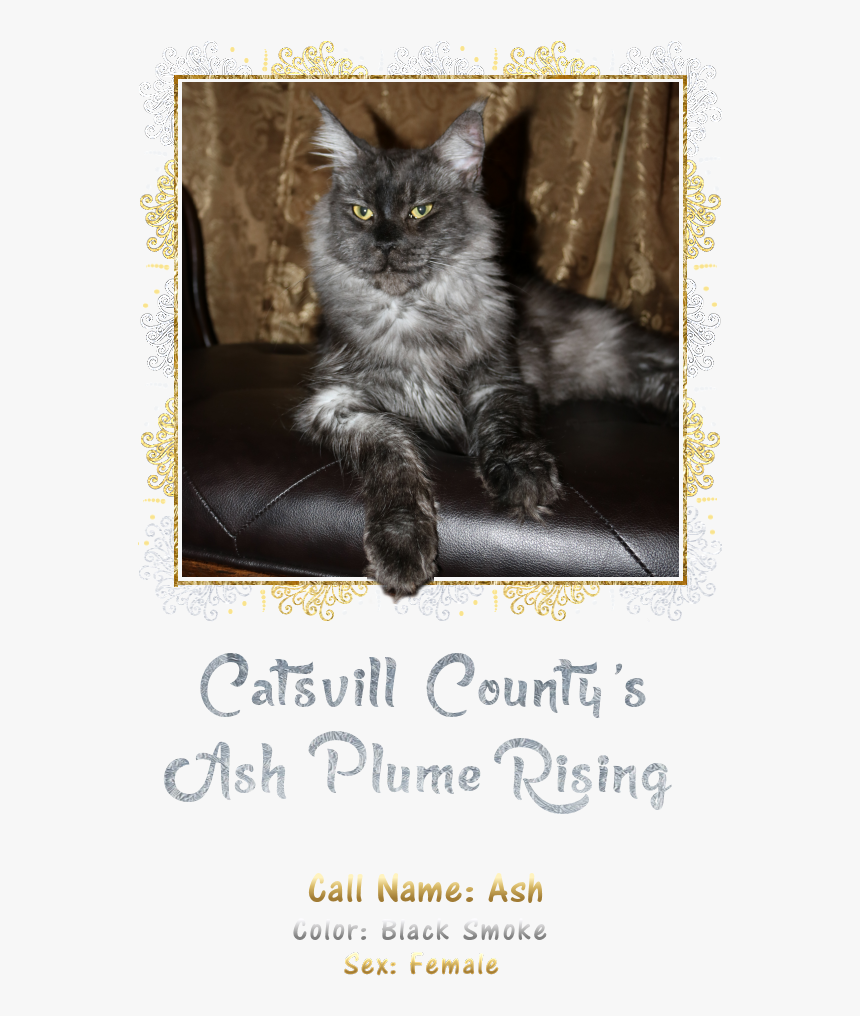 Ash - Black Cat, HD Png Download