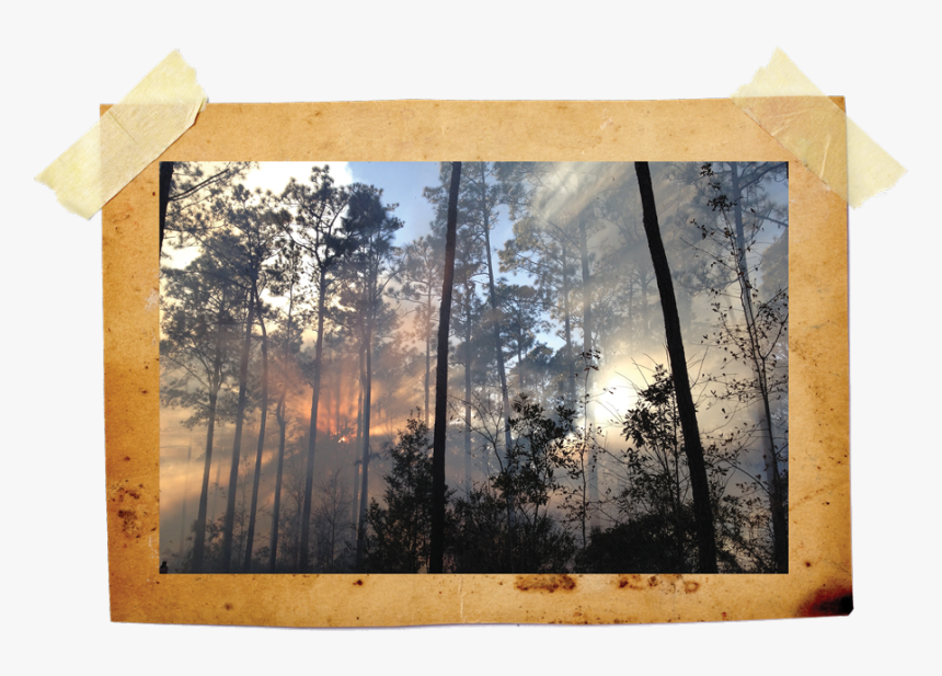 Sunlight, HD Png Download