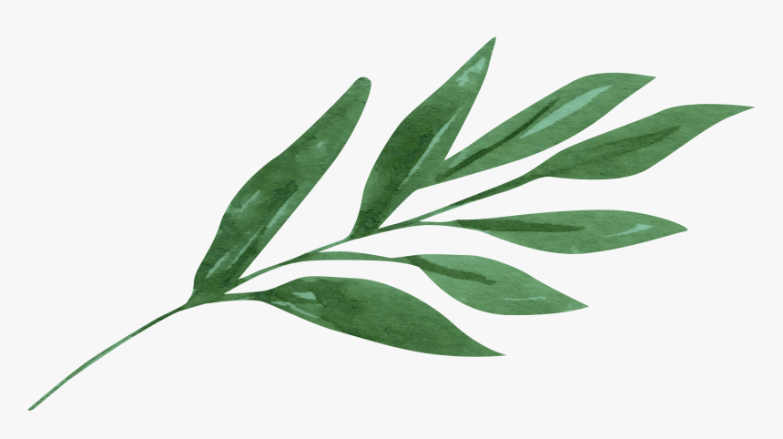 Chinese Cinnamon, HD Png Download