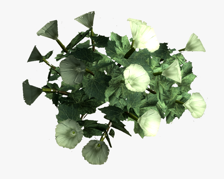 Sacred Datura Root - Datura Png, Transparent Png