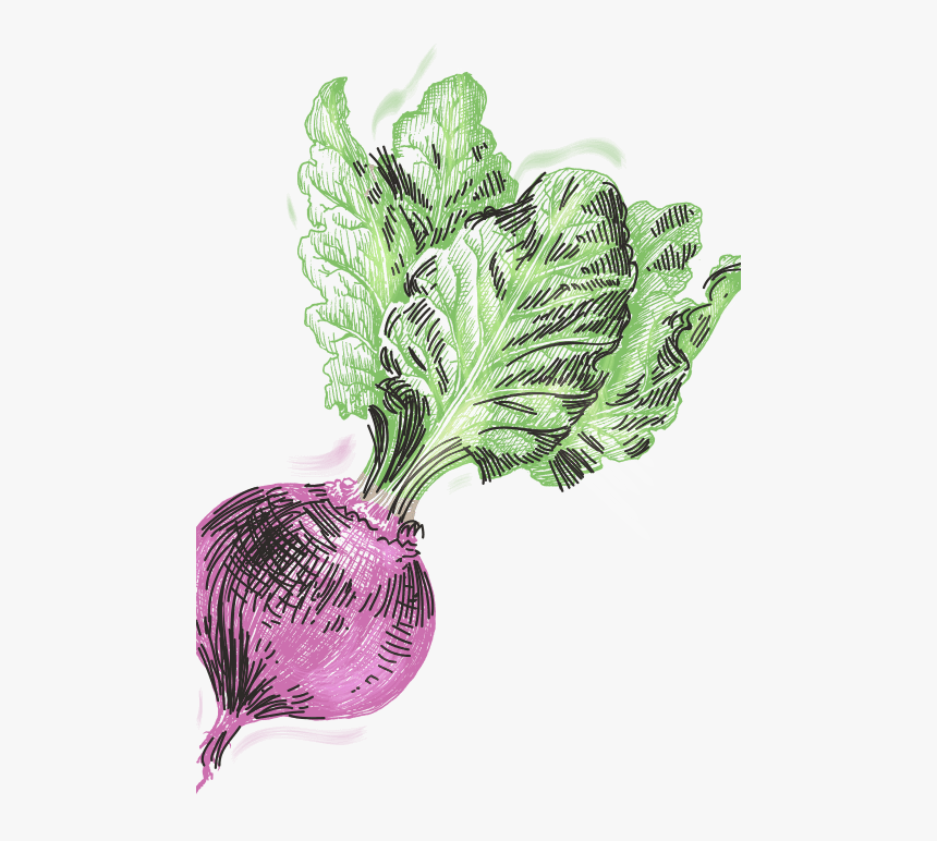 Chard, HD Png Download