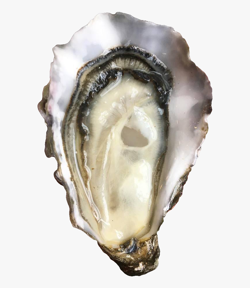Oyster Png, Transparent Png