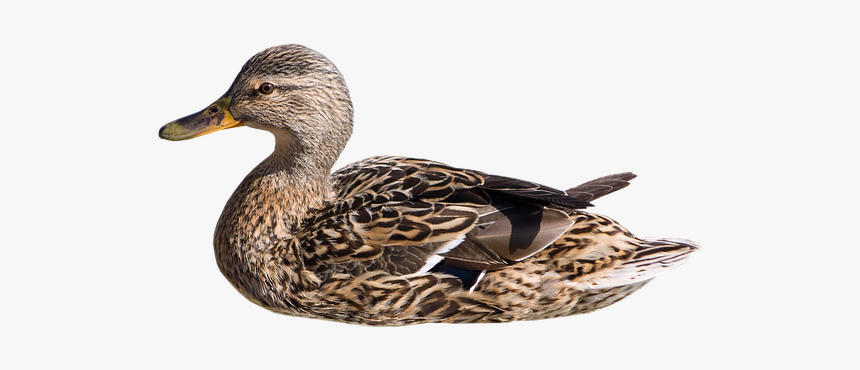 Wild Duck, Swim, Hen, Isolated, Mallard, Duck, Bird - Pato Nadando Png, Transparent Png