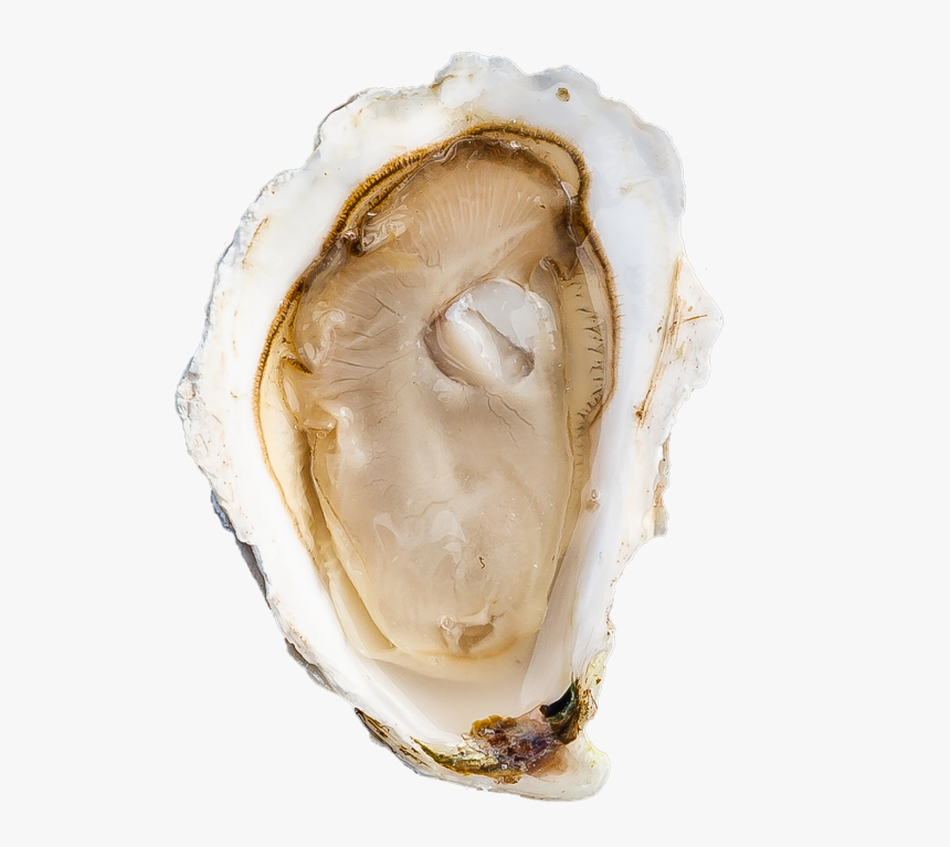 Tiostrea Chilensis, HD Png Download