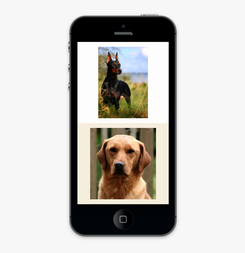 Labrador Retriever, HD Png Download