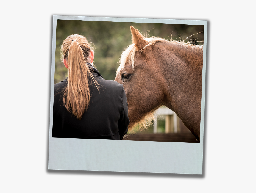 Sorrel, HD Png Download