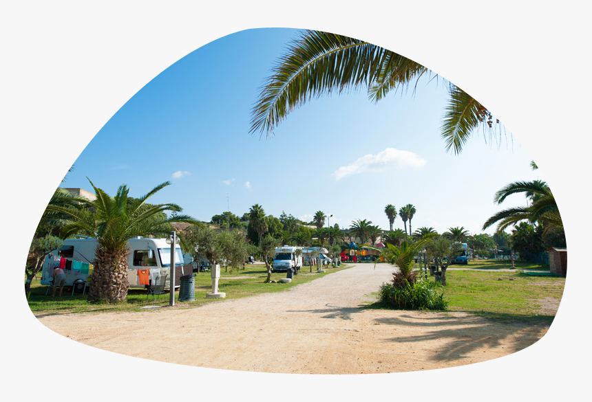 Camping Con Area Camper E Caravan - Attalea Speciosa, HD Png Download
