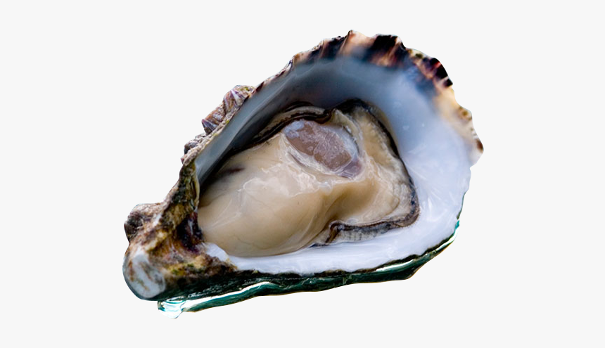 Coffin Bay Oyster Icon - Diarrhetic Shellfish Poisoning, HD Png Download