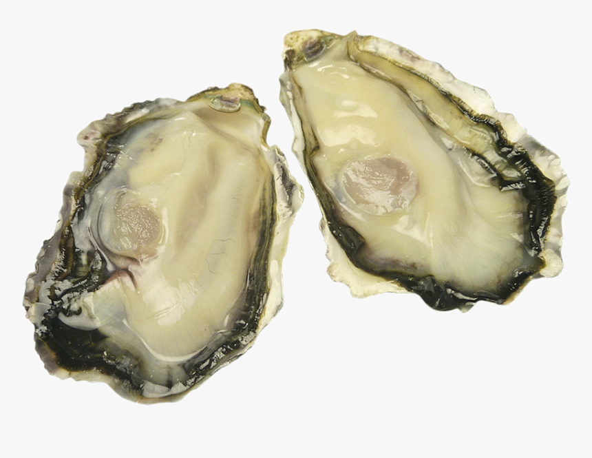 Oyster,oysters - Tiostrea Chilensis, HD Png Download