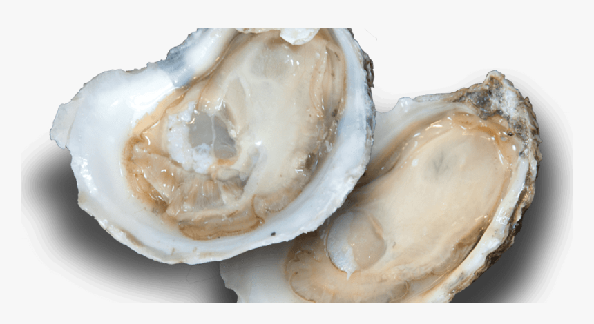 Tiostrea Chilensis, HD Png Download