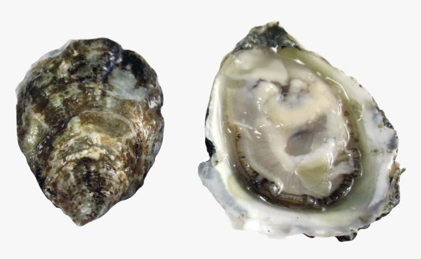 Olympia Oyster, HD Png Download