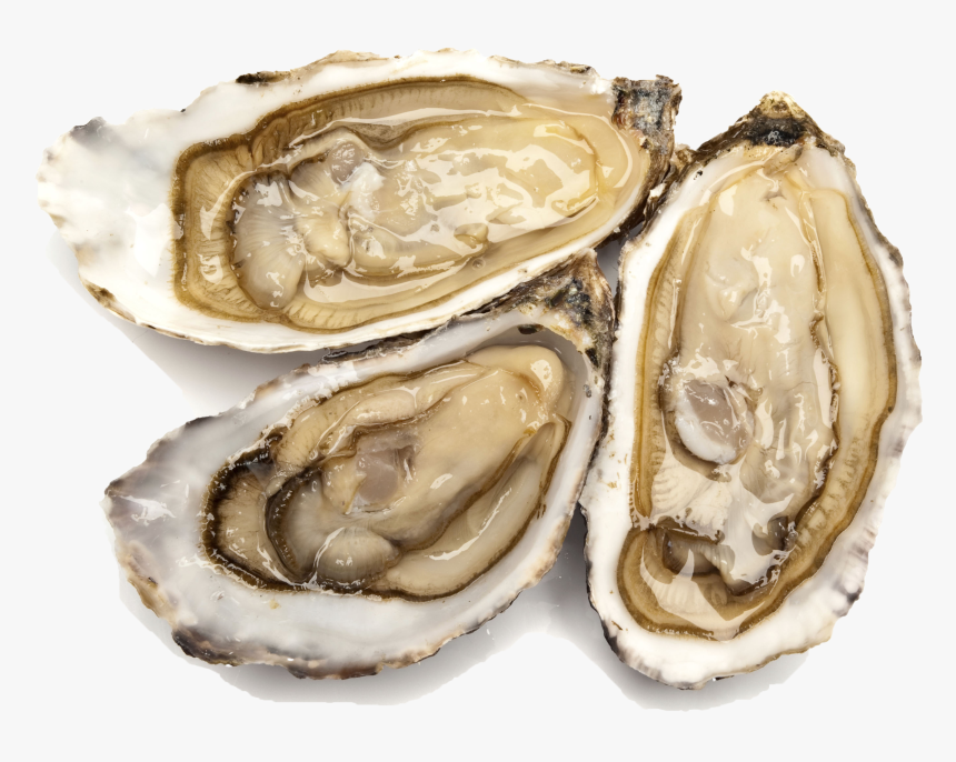 Shell Fish Transparent, HD Png Download